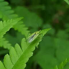 Calocoris alpestris