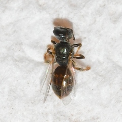 Lasioglossum imitatum