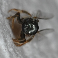 Lasioglossum imitatum
