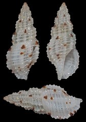 Pseudodaphnella