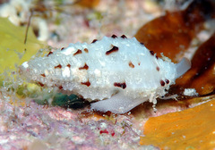 Pseudodaphnella