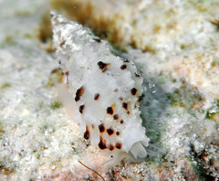 Pseudodaphnella