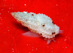 Pseudodaphnella