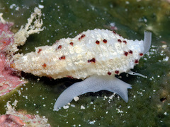 Pseudodaphnella