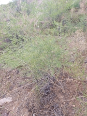 Asparagus burjaticus