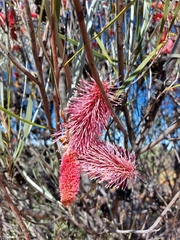Hakea francisiana