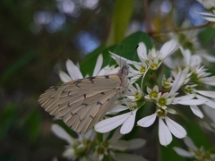 Hesperocharis paranensis