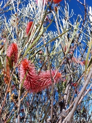 Hakea francisiana