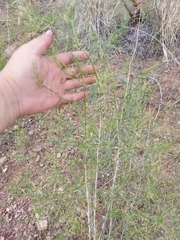 Asparagus burjaticus