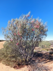 Hakea francisiana