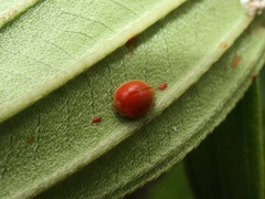 Chilocorus circumdatus