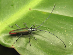Arietocometes apicalis