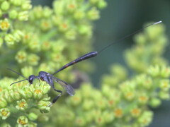 Gasteruption tarsatorium