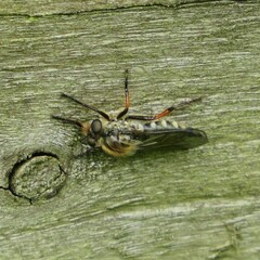 Leptarthrus brevirostris