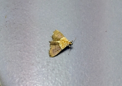 Agrotera basinotata