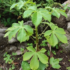 Jatropha gossypiifolia