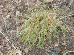 Oxytropis squammulosa
