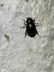 Hybosorus