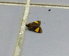 Nosophora