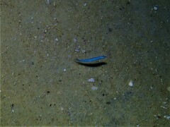 Spratelloides robustus