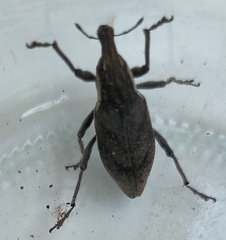 Coniocleonus pelletii