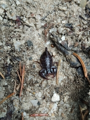 Euscorpius