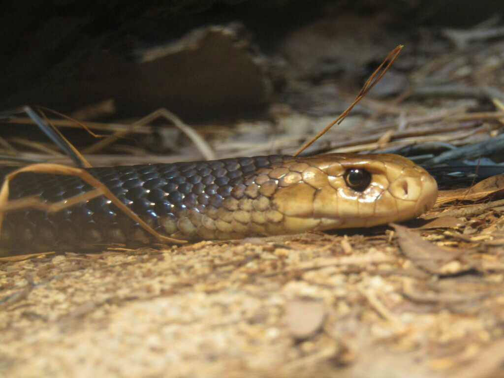 Coastal Taipan from 1638 Steve Irwin Way, Beerwah QLD 4519, Australia ...