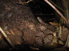 Crotalus lepidus