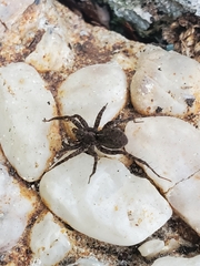 Pardosa
