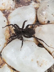 Pardosa