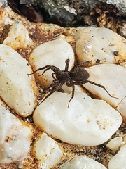 Pardosa
