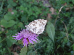 Melanargia galathea