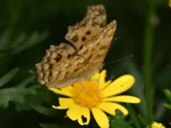 Polygonia c-aureum