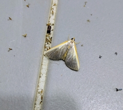 Pylartes subcostalis
