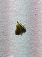 Pylartes subcostalis