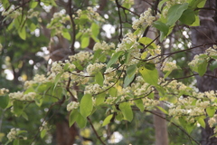 Holarrhena pubescens