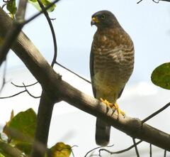 Rupornis magnirostris