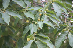 Huberantha cerasoides