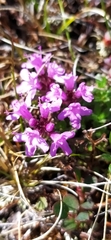 Thymus glabricaulis
