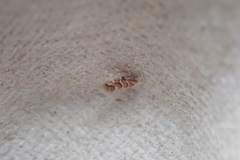 Cameraria ohridella