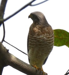 Rupornis magnirostris