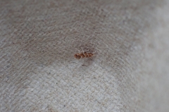 Cameraria ohridella