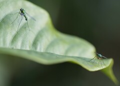 Chrysosoma leucopogon