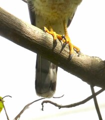 Rupornis magnirostris