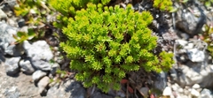 Rhodiola quadrifida