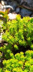Rhodiola quadrifida