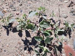 Atriplex laciniata