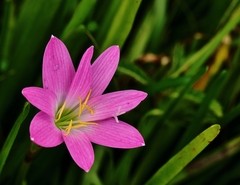 Zephyranthes rosea