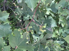 Ampelopsis humulifolia