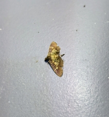 Uresiphita quinquigera